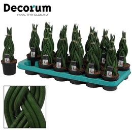 Сансевиерия Цилиндрическая 9 См Тесьма ( Sansevieria Cylindrica 9 Cm Braid (decorum) ) W 9/9,5 см H