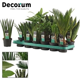 Зеленая смесь 9 См ( Groenmix 9 Cm (decorum) ) W 9/9,5 см H 20 см