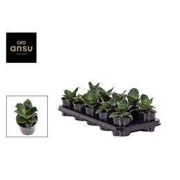 Сансевиерия Звездная Роза ( Sansevieria Star Rose ) W 9/9,5 см H 15 см