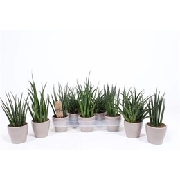 Сансевиерия Люкс, смешанная с керамикой цвета капучино ( Sansevieria Luxe Mixed In Cappuccino cerami