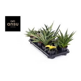 Сансевиерия Эксклюзивная Смешанная ( Sansevieria Exclusive Mixed ) W 9/9,5 см H 30 см