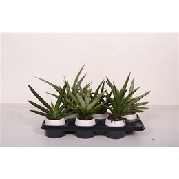 Сансевиерия обычная, смешанная с белой керамикой ( Sansevieria Regular Mixed In White ceramics ) W 9