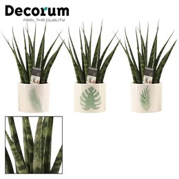 Сансевиерия папоротниковая 9 см в Мануке (дух мечты- ( Sansevieria Fernwood 9 Cm In Manouk (dream Sp