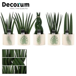 Сансевиерия Цилиндрическая 9 см, смешанная в Мануке (мечта С ( Sansevieria Cylindrica 9 Cm Mixed In