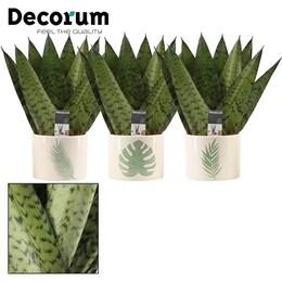 Веер Sansevieria Zeylanica 9 см в Мануке (dream Sp ( Sansevieria Zeylanica Fan 9 Cm In Manouk (dream