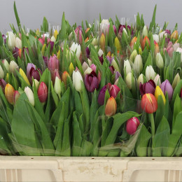 Tulipa Mixed In Bunch (Тюльпан Миксед ин бунч)