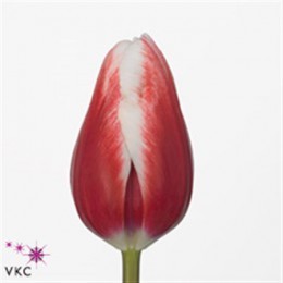 Tulp en feline (Тюльпан Эн Фелин)