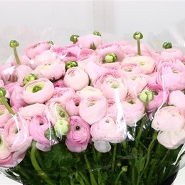 Ranunculus elegance pink (Ранункулюс элеганс пинк) В35
