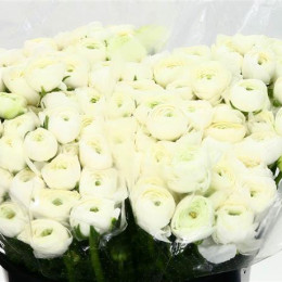 Ranunculus elegance white(Ранункулюс элеганс вайт) В50