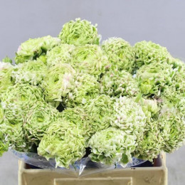 Ranunculus Cloony Pon Pon Silente (Ранункулюс Клуни Пон Пон Силенте) В40