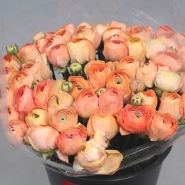 Ranunculus Cloony Peach (Ранункулюс Клуни Пич) В40