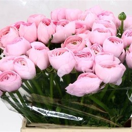 Ranunculus Cloony Pink (Ранункулюс Клуни Пинк) В40