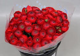Ranunculus Cloony Red (Ранункулюс Клуни Ред) В40