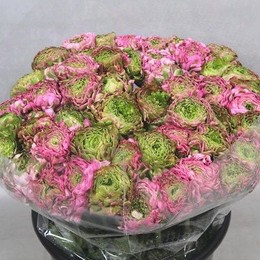 Ranunculus Cloony Pon Pon Aurora (Ранункулюс Клуни Пон Пон Аурора) В40
