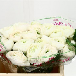 Ranunculus Cloony White (Ранункулюс Клуни Вайт) В40