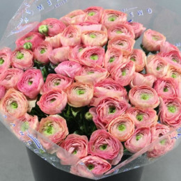 Ranunculus Cloony Par (Ранункулюс Клуни Пар) В40
