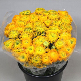 Ranunculus Cloony Pon Pon Trilly (Ранункулюс Клуни Пон Пон Трилли) В40