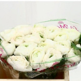 Ranunculus Cloony White (Ранункулюс Клуни Вайт) В45