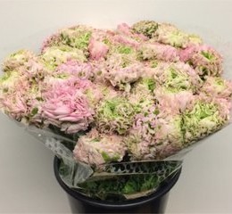 Ranunculus Cloony Pon Pon Hermione(Ранункулюс Клуни Пон Пон Гермиона) В40