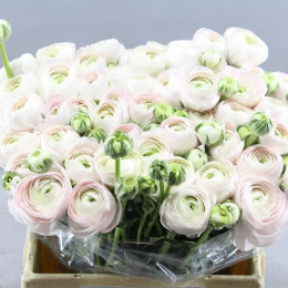 Ranunculus Cloony Hanoi (Ранункулюс Клуни Ханои) В45