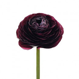 Ranunculus Cloony Burgundy (Ранункулюс Клуни Бургунди) В40