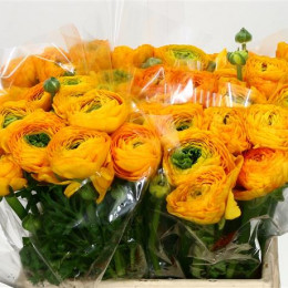 Ranunculus Cloony Yellow (Ранункулюс Клуни Еллоу) В40