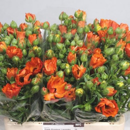 Ranunculus Butterfly Minoan (Ранункулюс Батерфлай Миноан)В55