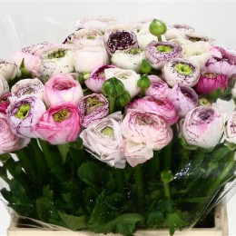 Ranunculus Cappuchino (Ранункулюс Капучино) В30