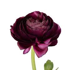 Ranunculus Burgundy (Ранункулюс Бургунди) В45