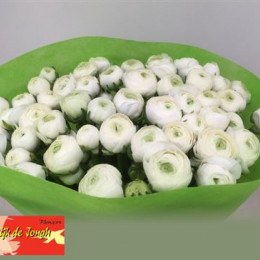 Ranunculus aazur white (Ранункулюс Азур Вайт) В45