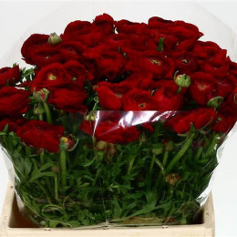 Ranunculus red (Ранункулюс ред) В35