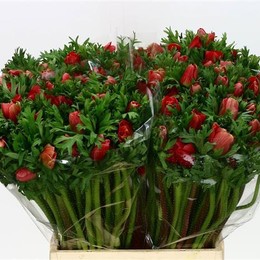 Anemone Co Mar Red (Анемон Мар Ред) В40