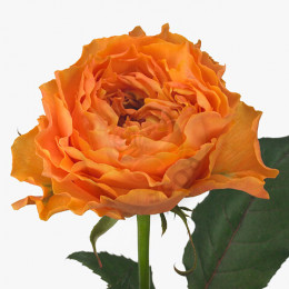 Rosa Caralina (Роза Каралина) B50 Natuflor