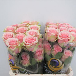 Rosa Geraldine (Роза Гералдин) В60 Nevado