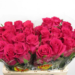 Rosa Gr Gotcha (Роза Гр Готча) В60 Star Roses