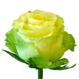Rosa Limbo (Роза Лимбо) В50 Nevado