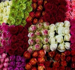 Rosa Mix (Роза Микс) В60 Muradian