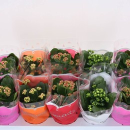 Каланхоэ Ге Смешанный 5 Цвет ( Kalanchoë Ge Mixed 5 Colour ) W 10 см H 23 см