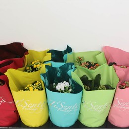 Каланхоэ Ге Смешанный ( Kalanchoë Ge Mixed ) W 10,5 см H 22 см