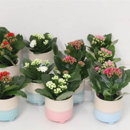 Каланхоэ Ге Смешанный 6кл В Модном Горшке Встретил Воет # ( Kalanchoë Ge Mixed 6kl In Trendy Pot Met