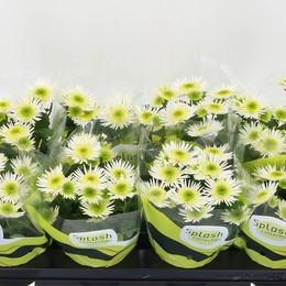 Луг с брызгами Хризантем ( Chrysant Splash Meadow ) W 12 см H 23 см