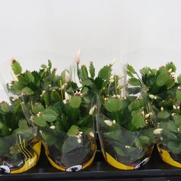 Шлюмбергера Белая ( Schlumbergera White ) W 13 см H 25 см