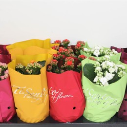 Каланхоэ Ге Смешанный ( Kalanchoë Ge Mixed ) W 12 см H 25 см