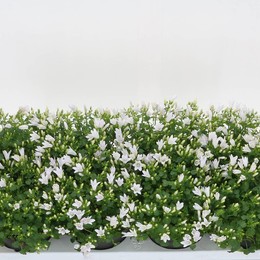 Колокольчик Портулака Амбе Белый ( Campanula Portulaca Ambe White ) W 12 см H 20 см