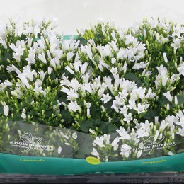 Колокольчик Портулака Королевский ( Campanula Portulaca Royal ) W 10,5 см H 18 см