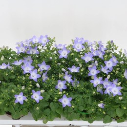 Колокольчик Двухцветный Берл ( Campanula Is Berl Bicolor ) W 11 см H 20 см