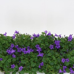 Колокольчик Предвещает Порто ( Campanula Portens Porto ) W 11 см H 20 см