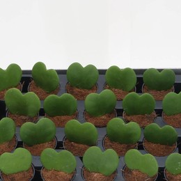 Хойя Керри ( Hoya Kerrii ) W 6 см H 12 см