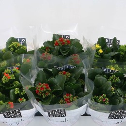 Каланхоэ Бл Смешанный 4 Цвета ( Kalanchoe Bl Mixed 4 Colour ) W 15 см H 24 см