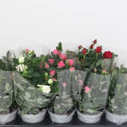Ро Лотц Смешанного 4-Х Цветного ( Ro Lotz Of Mixed 4 Colour ) W 12 см H 28 см